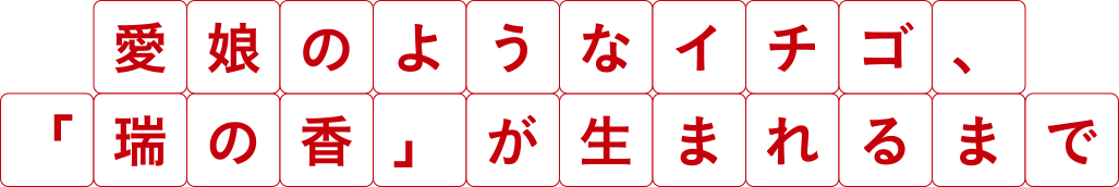 愛娘のようなイチゴ、「瑞の香」が生まれるまで